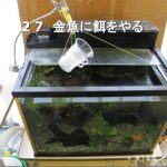 世界で注目された金魚の餌やりマシーンが復活